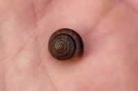 Xeroplexa intersecta