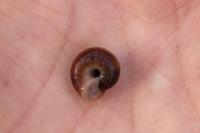 Xeroplexa intersecta
