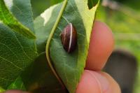 Hygromia limbata