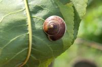 Hygromia limbata