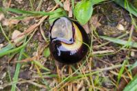 Cepaea nemoralis