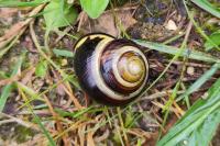 Cepaea nemoralis