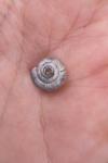 Cernuella aginnica