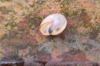 Monacha cartusiana