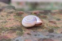 Monacha cartusiana