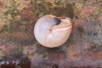 Monacha cartusiana