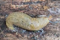 Limacus flavus