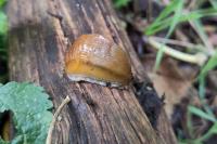 Arion subfuscus