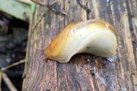 Arion subfuscus