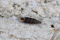 Clausilia bidentata