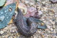 Limax maximus