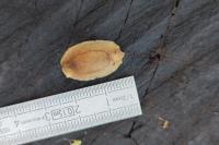 Testacella haliotidea