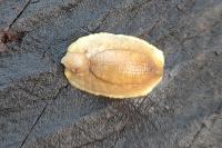 Testacella haliotidea