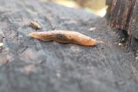 Deroceras reticulatum