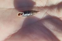 Cochlodina laminata