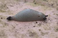 Arion intermedius