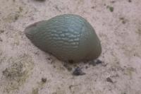 Arion intermedius