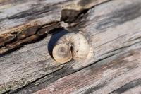 Pomatias elegans