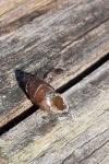 Merdigera obscura
