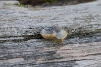Hygromia cinctella