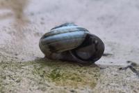 Candidula unifasciata