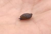 Oxyloma elegans