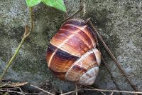 Helix lucorum