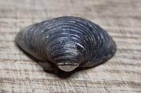 Corbicula