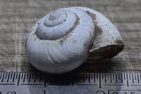 Fruticicola fruticum