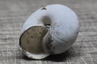 Fruticicola fruticum