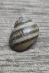 Viviparus viviparus