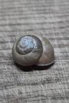 Cepaea