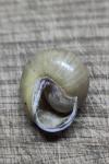 Cepaea