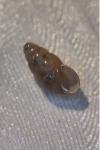 Cochlicopa lubrica