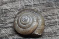 Trochulus hispidus