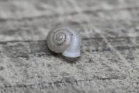 Vallonia costata