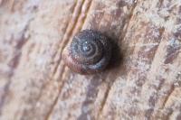 Paralaoma servilis