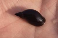 Pseudosuccinea columella