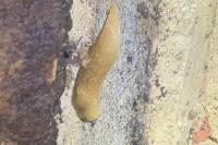 Limacus flavus