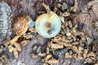 Gonyodiscus rotundatus