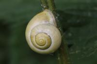 Cepaea hortensis