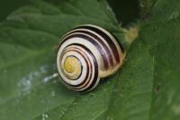 Cepaea hortensis