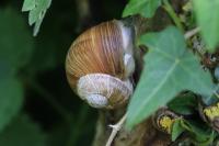Helix pomatia