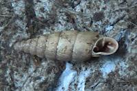 Clausilia rugosa parvula