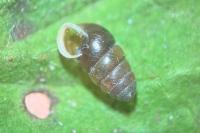Lauria cylindracea