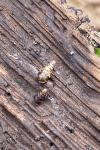 Clausilia bidentata