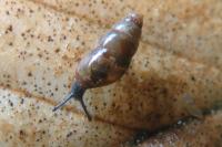 Cochlicopa lubrica