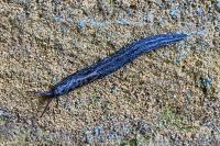Limax maximus