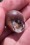 Cepaea nemoralis