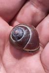 Cepaea nemoralis